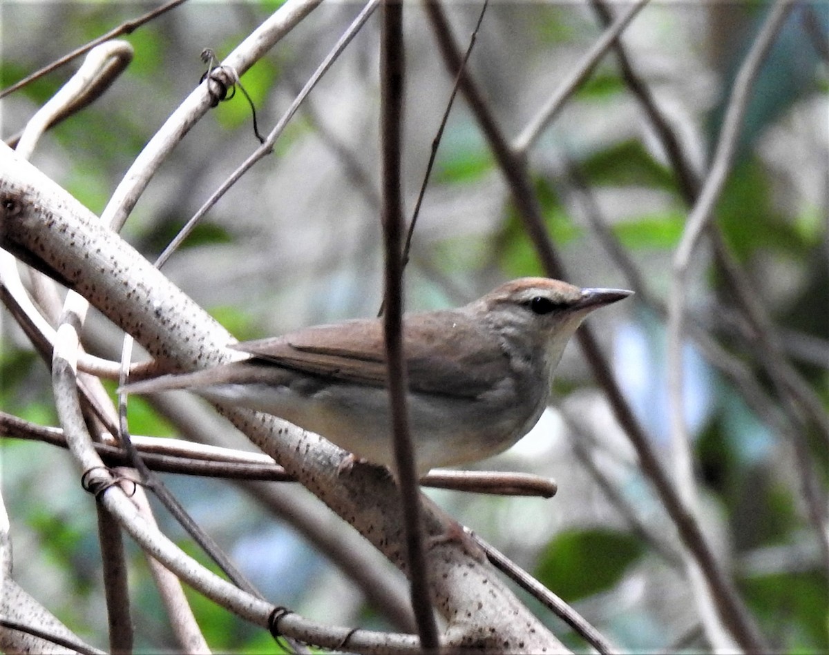 Swainson's Warbler - ML329070581