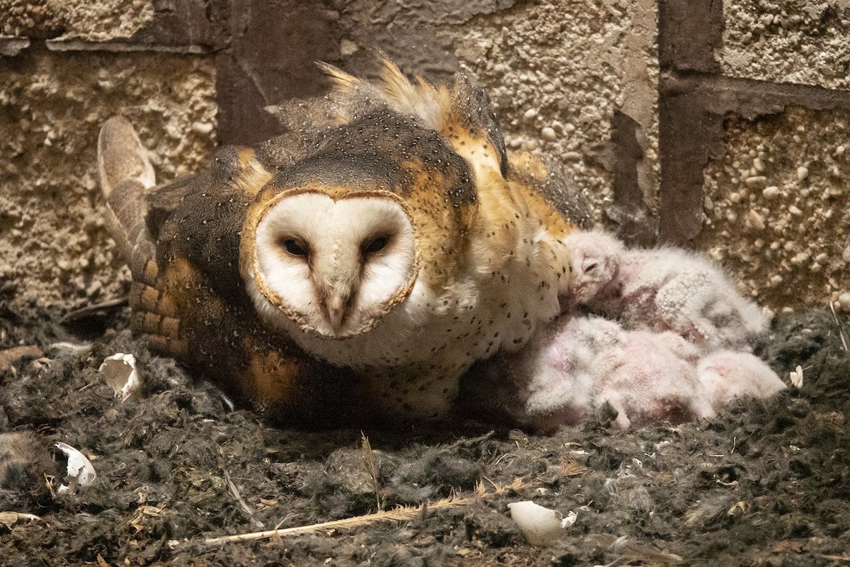 American Barn Owl - Vic Laubach