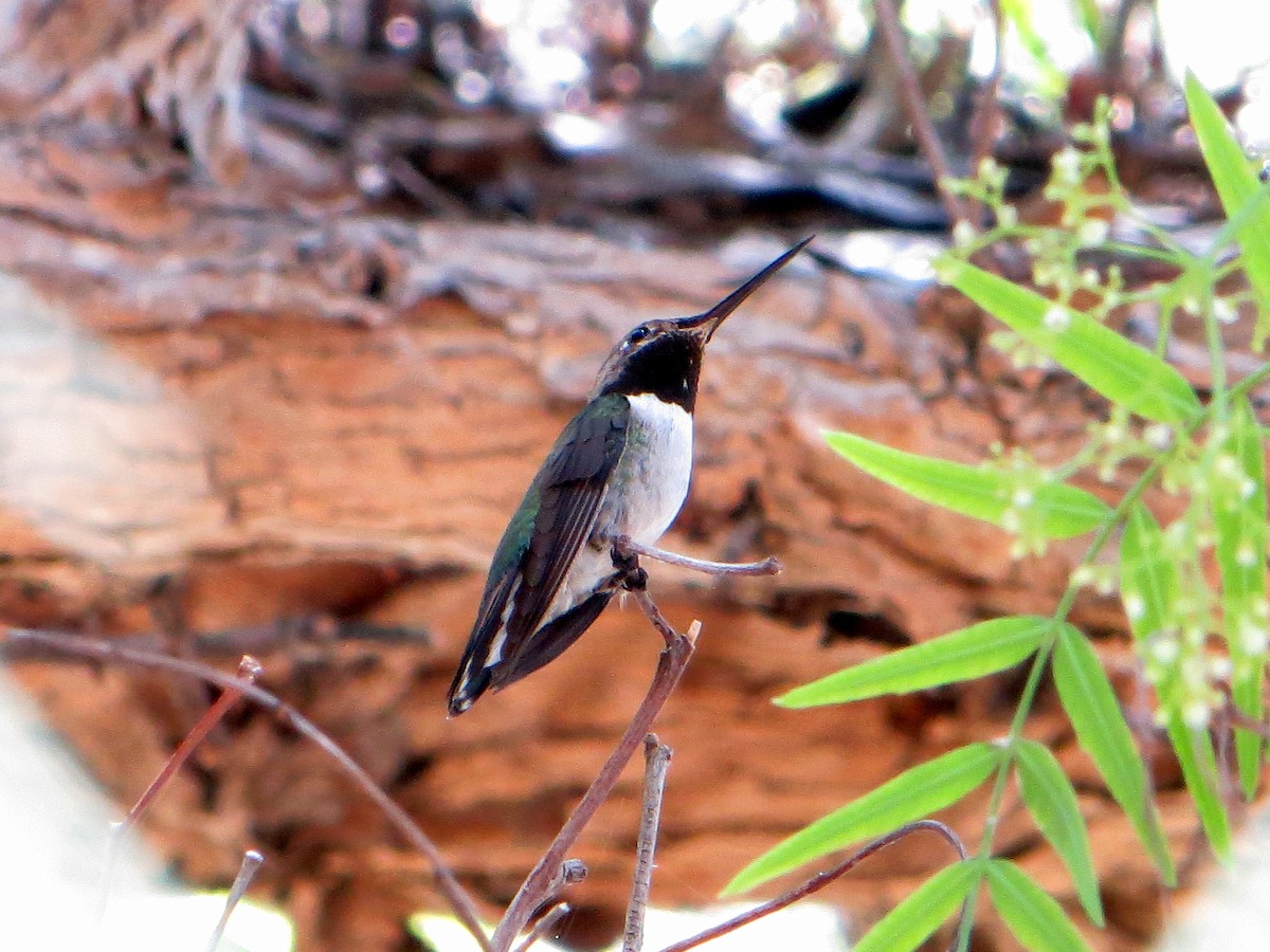 Broad-tailed Hummingbird - Ryan Winkleman