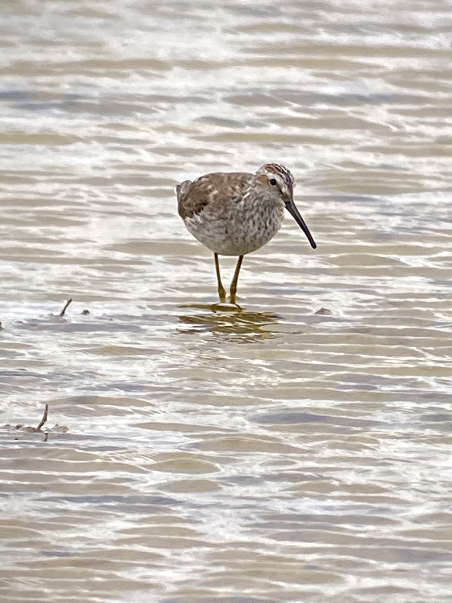 Stilt Sandpiper - ML329072131