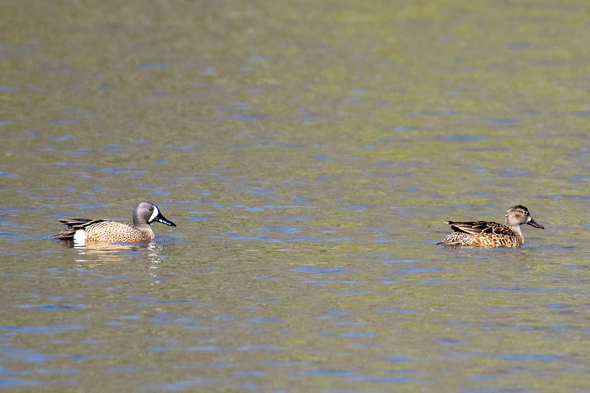 Blue-winged Teal - ML329075211