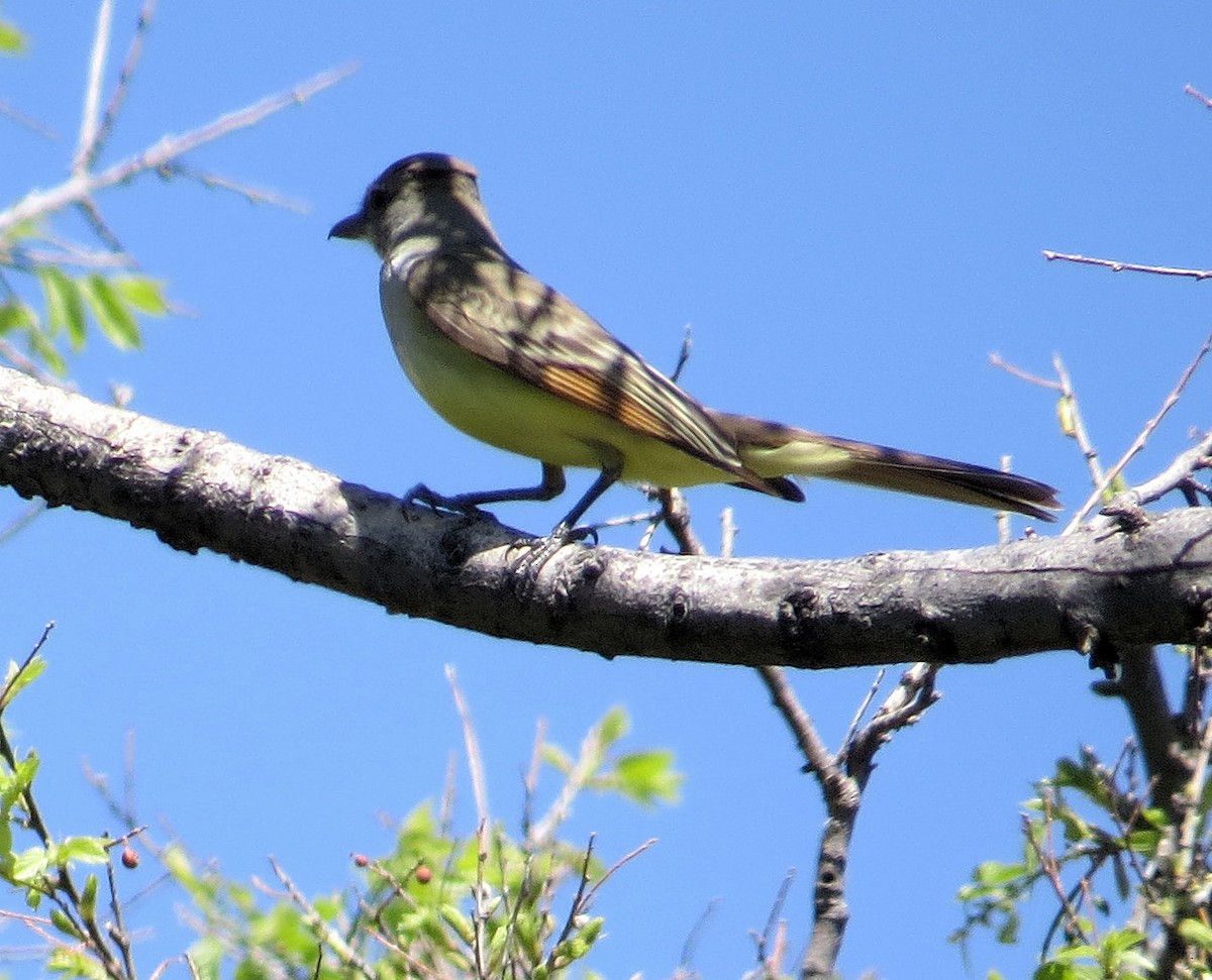 Brown-crested Flycatcher - ML329078591