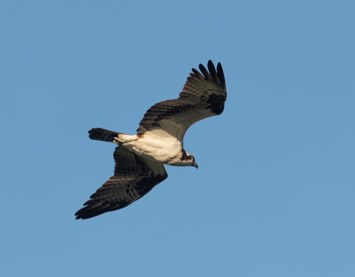 Osprey - ML329083511