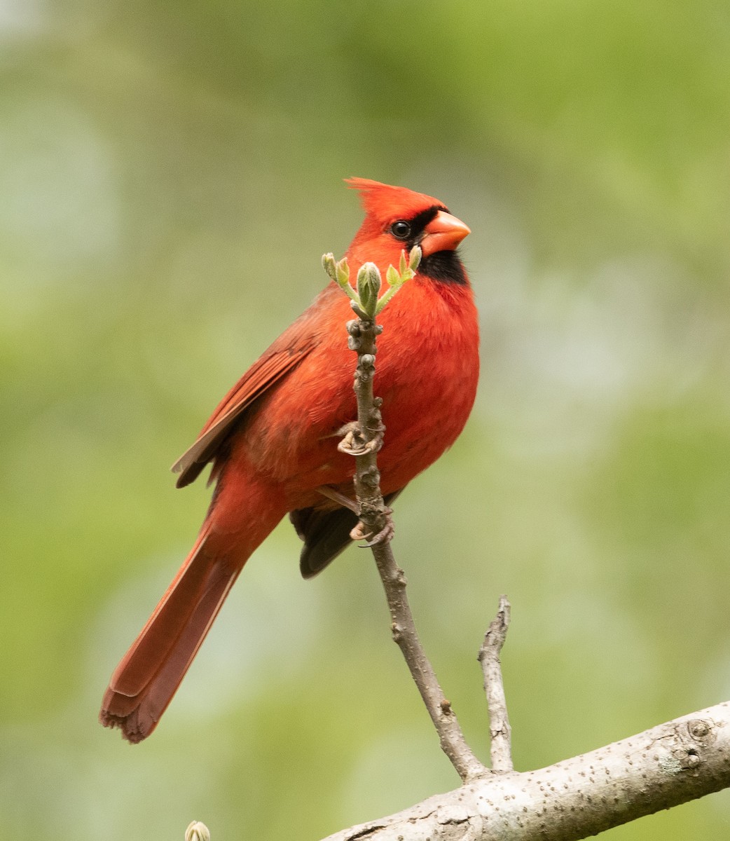 Northern Cardinal - ML329083721