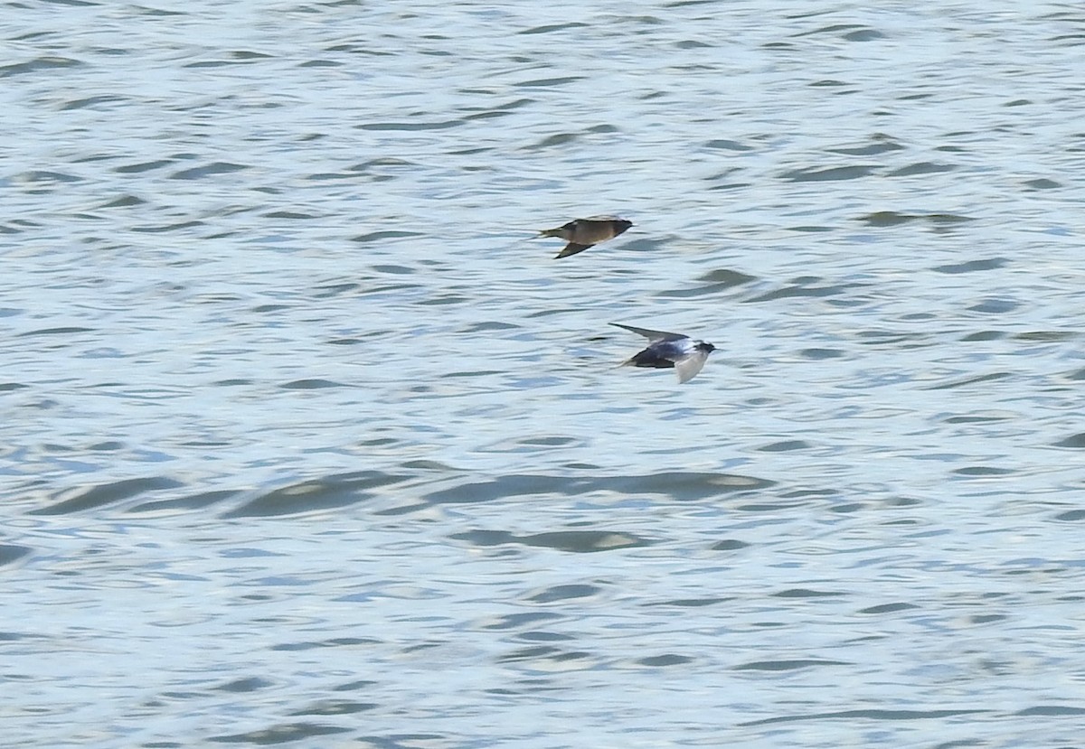 Golondrina Bicolor - ML329083741