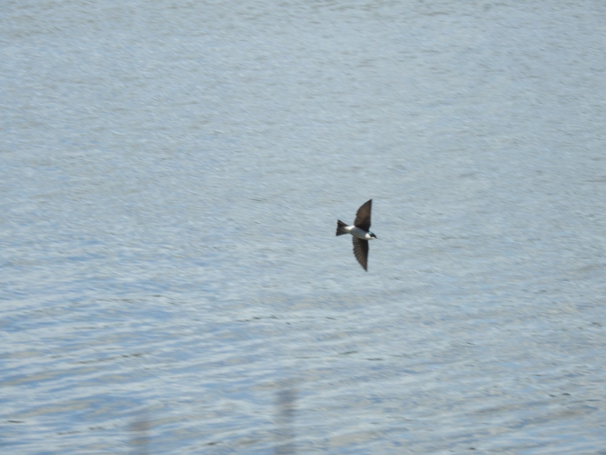 Tree Swallow - ML329085001