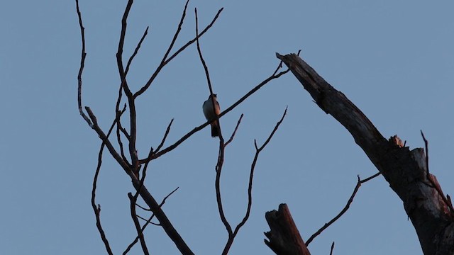 Eastern Kingbird - ML329086381