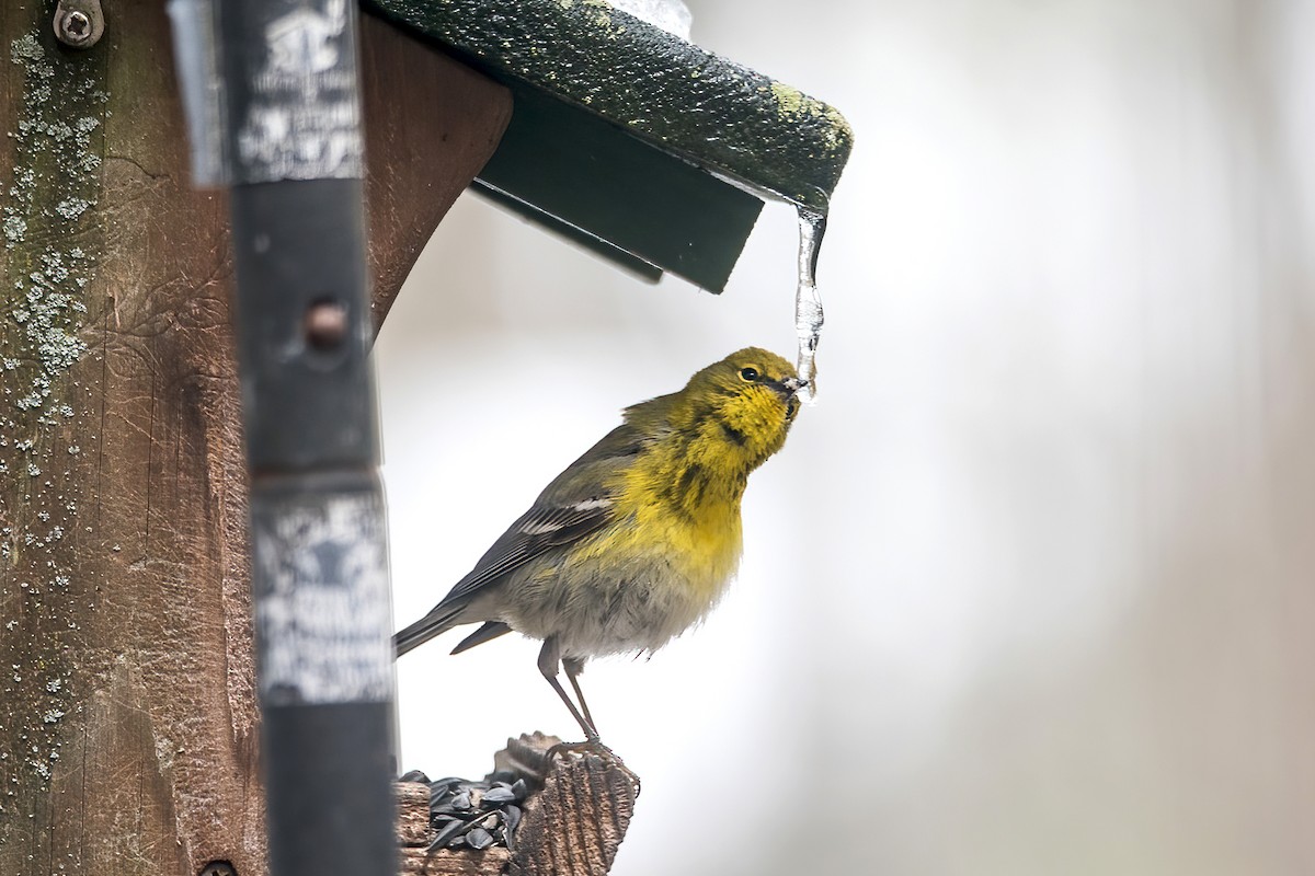 Pine Warbler - Sue Barth