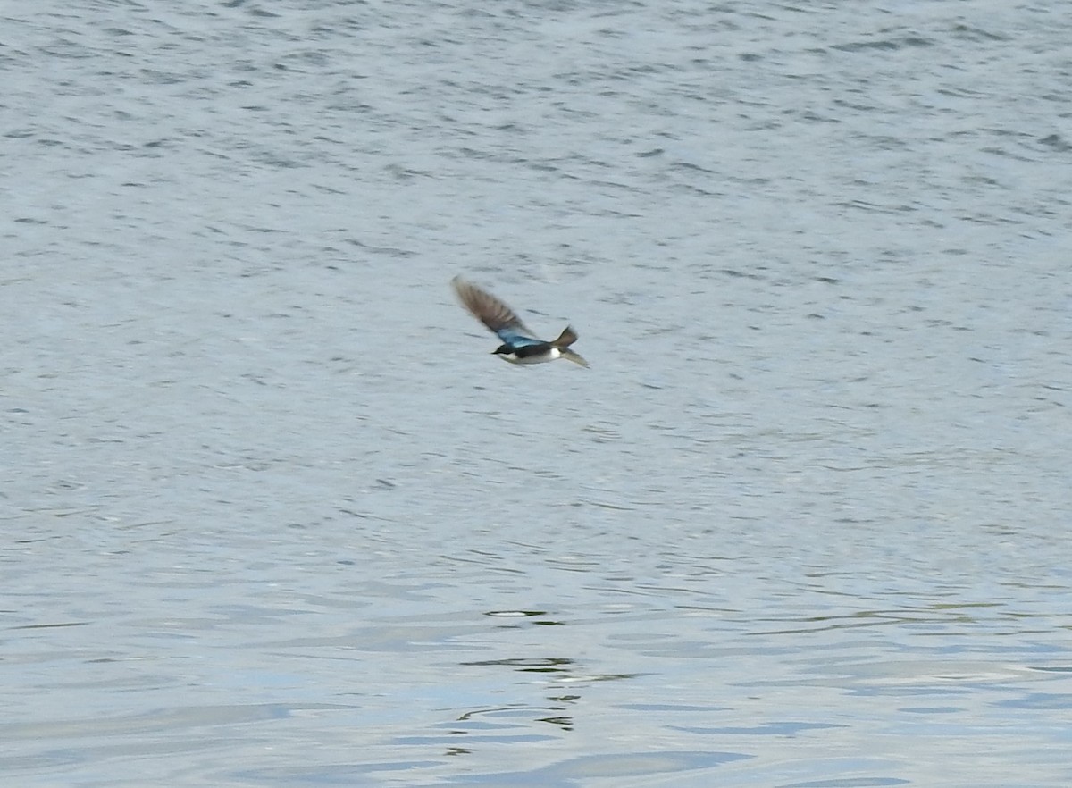 Golondrina Bicolor - ML329086821