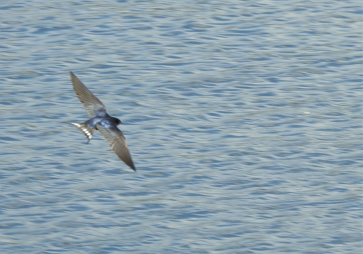 Tree Swallow - ML329087321