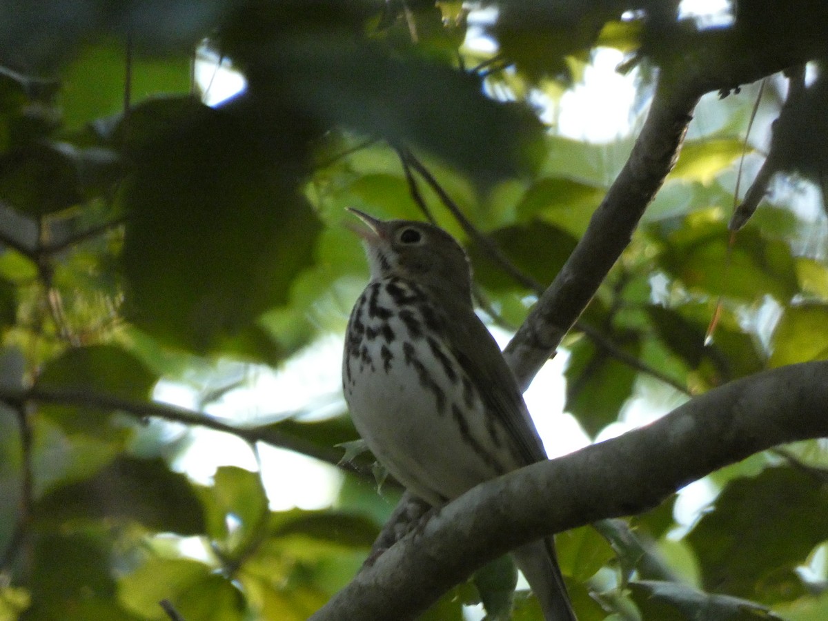Ovenbird - ML329087811