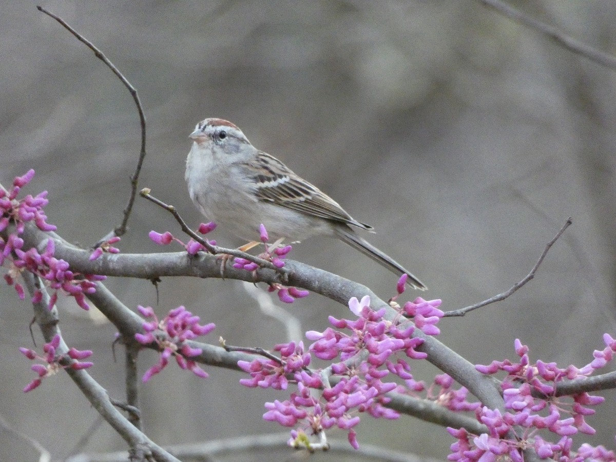 Chipping Sparrow - ML329087821
