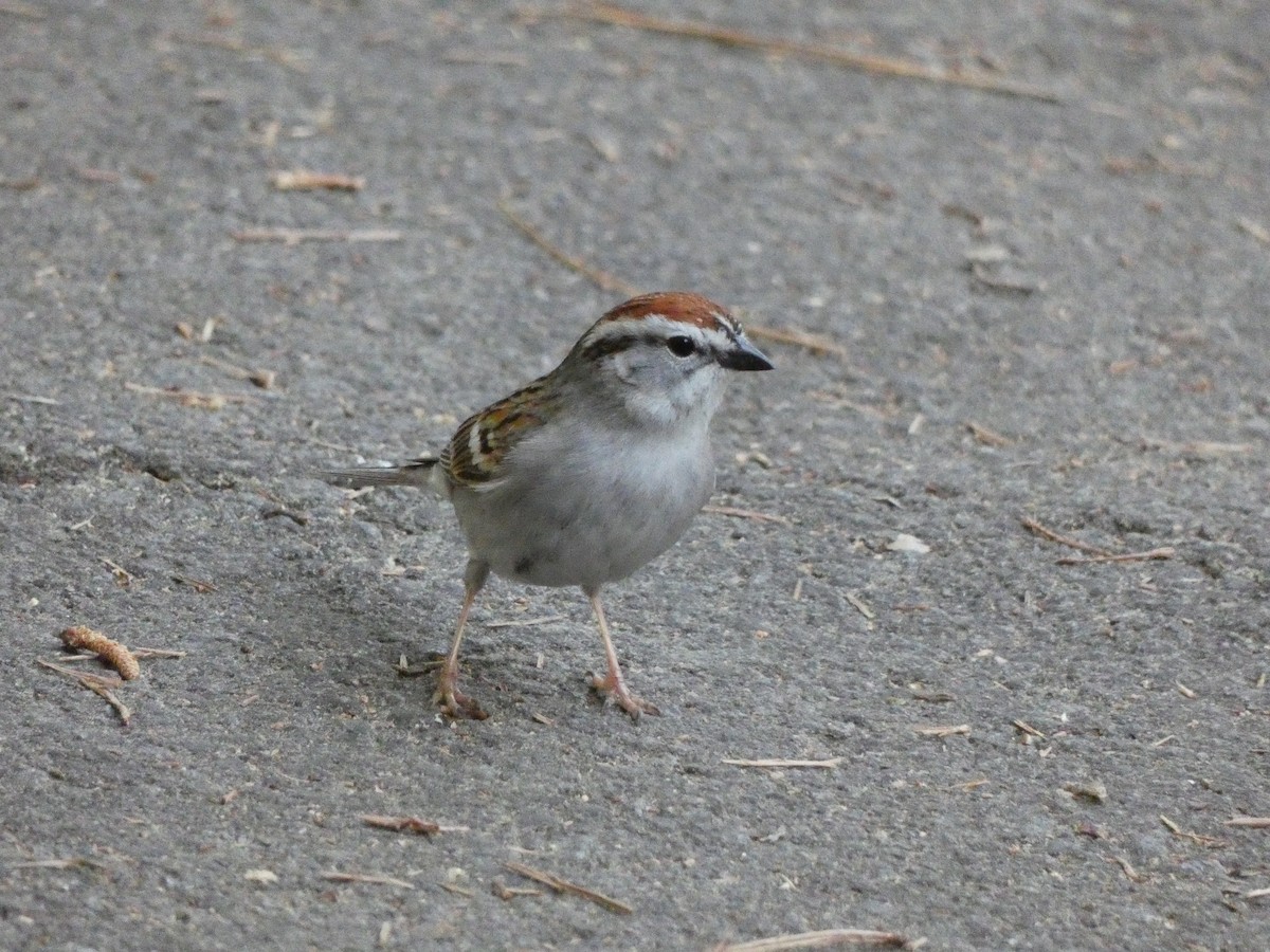 Chipping Sparrow - ML329087841