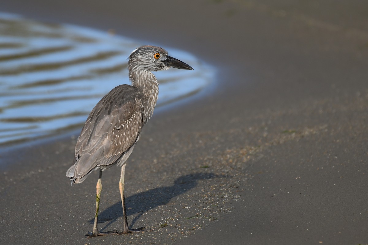 Yellow-crowned Night Heron - Carlos V. Sucre