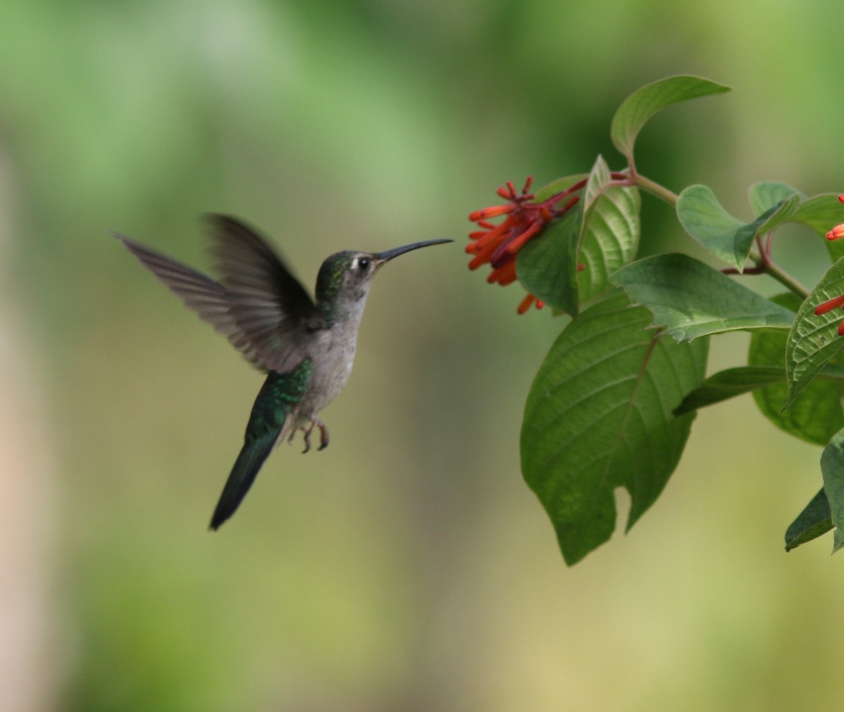 Colibrí Tuxtleño - ML329088481