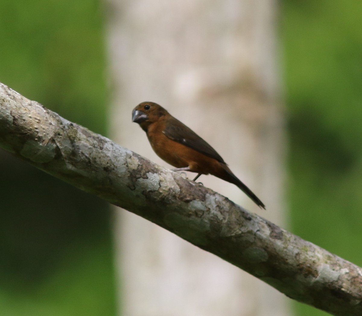 Thick-billed Seed-Finch - ML329088651