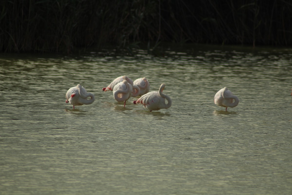 Greater Flamingo - ML329089091