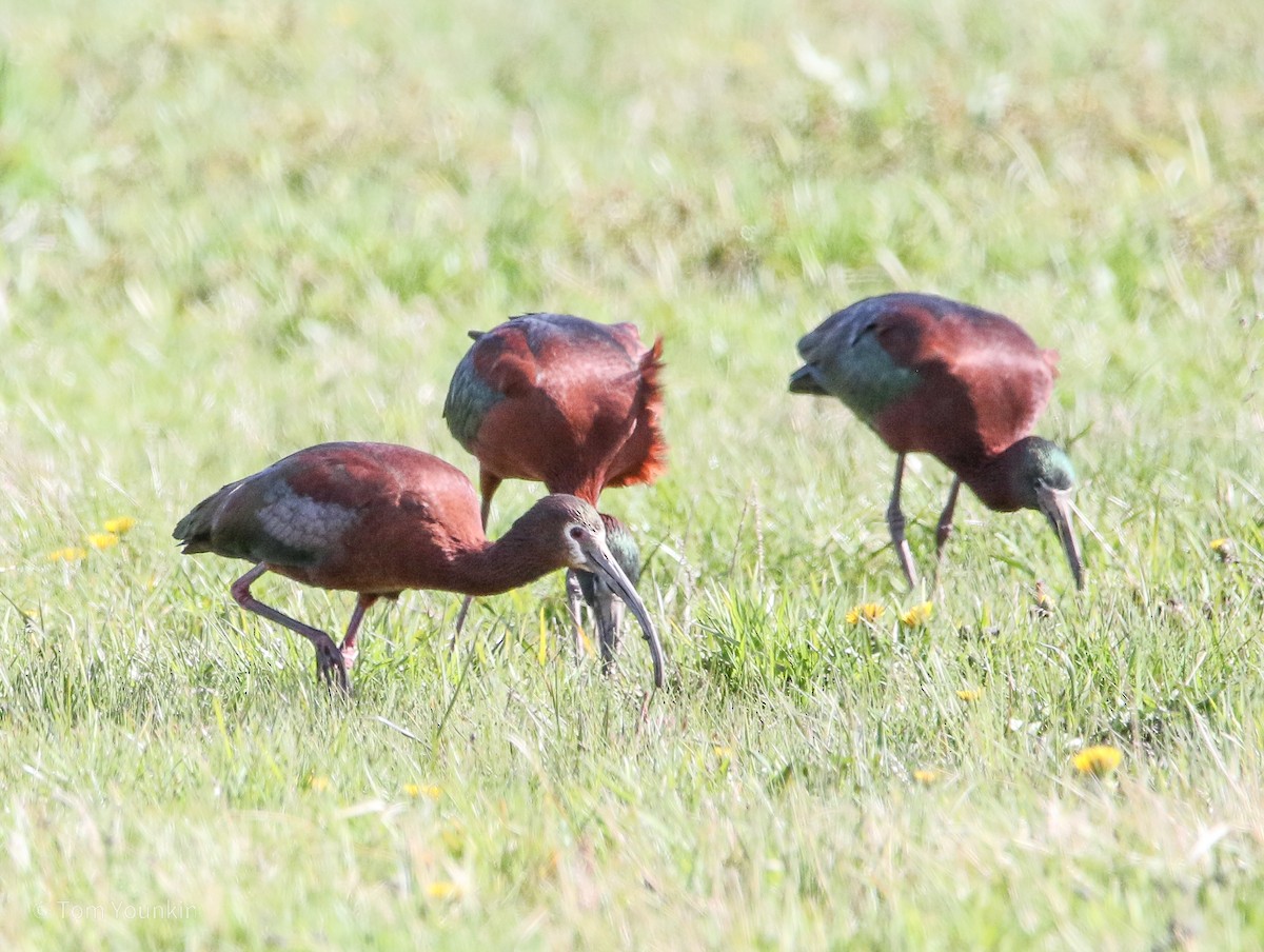 White-faced Ibis - ML329089451