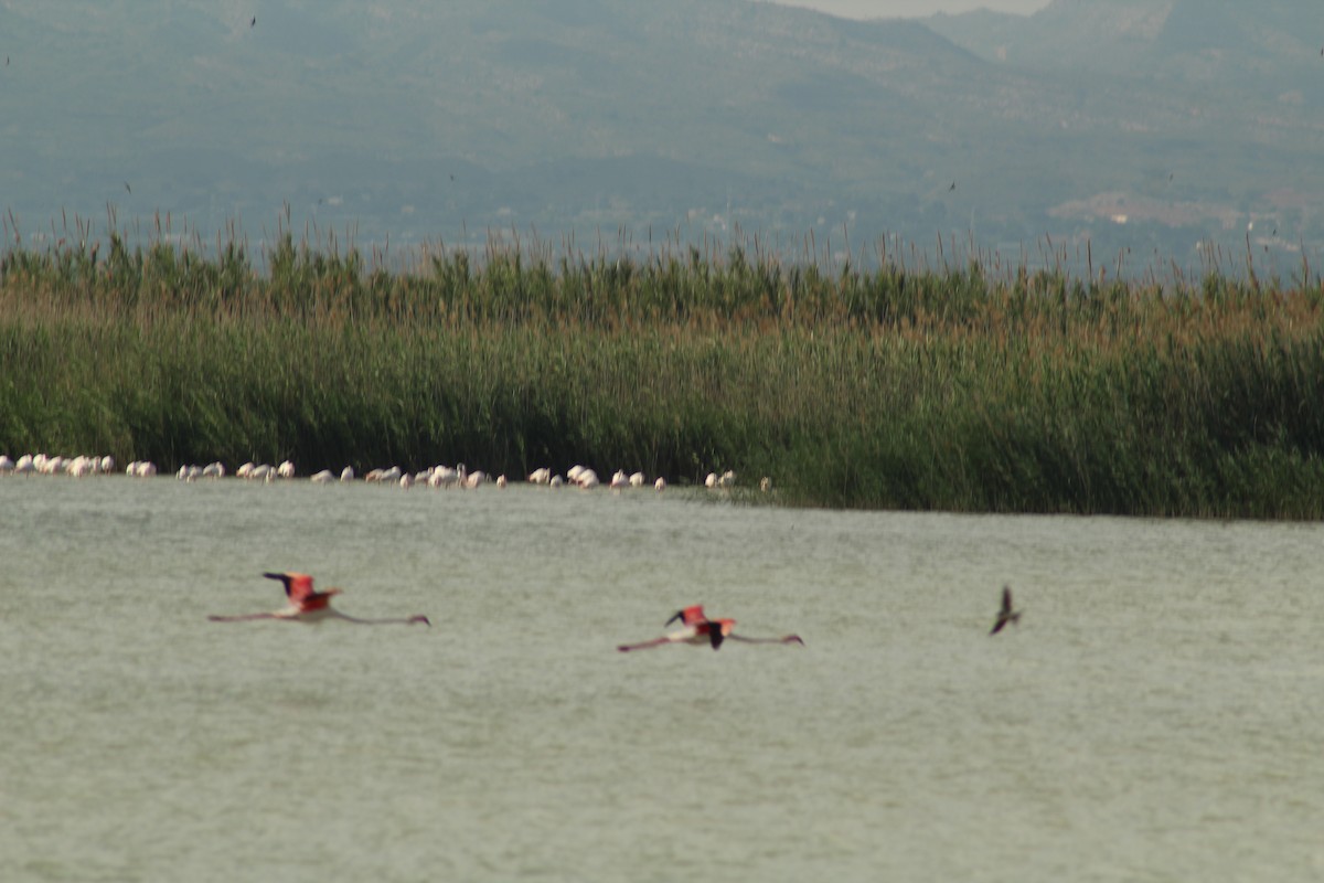 Greater Flamingo - ML329089501