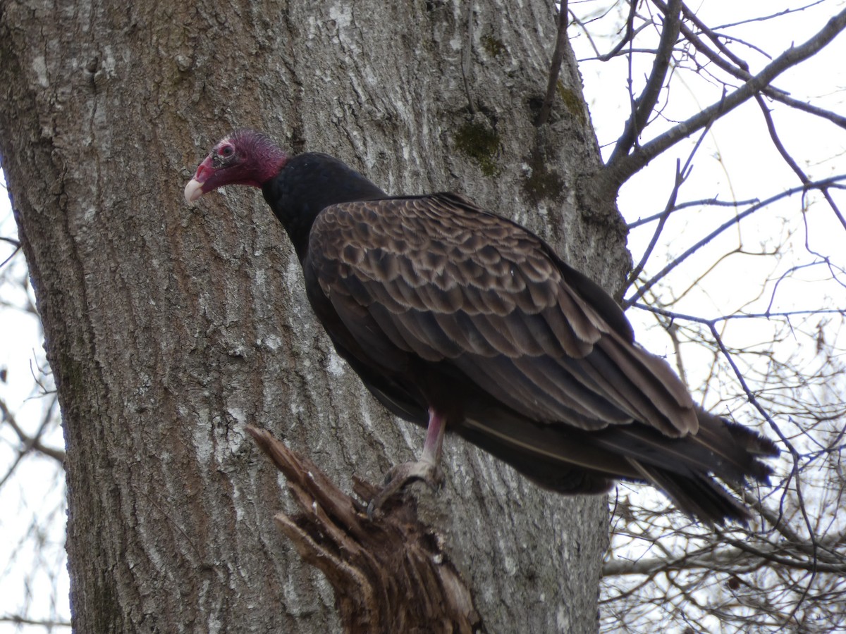 Turkey Vulture - ML329089581