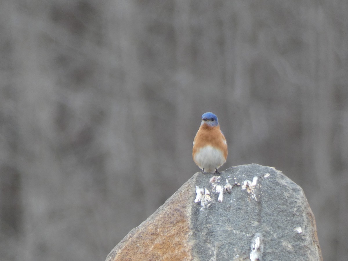 Eastern Bluebird - ML329089631