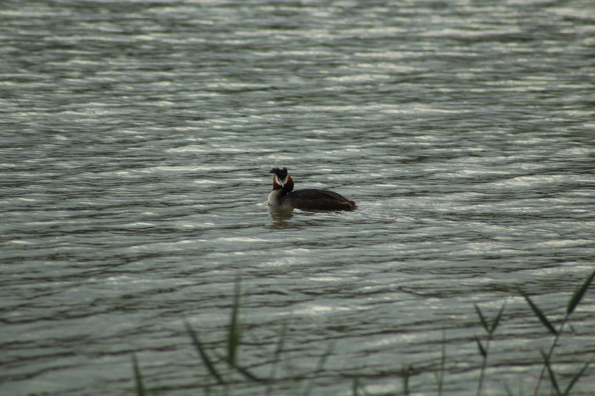 Great Crested Grebe - ML329090321
