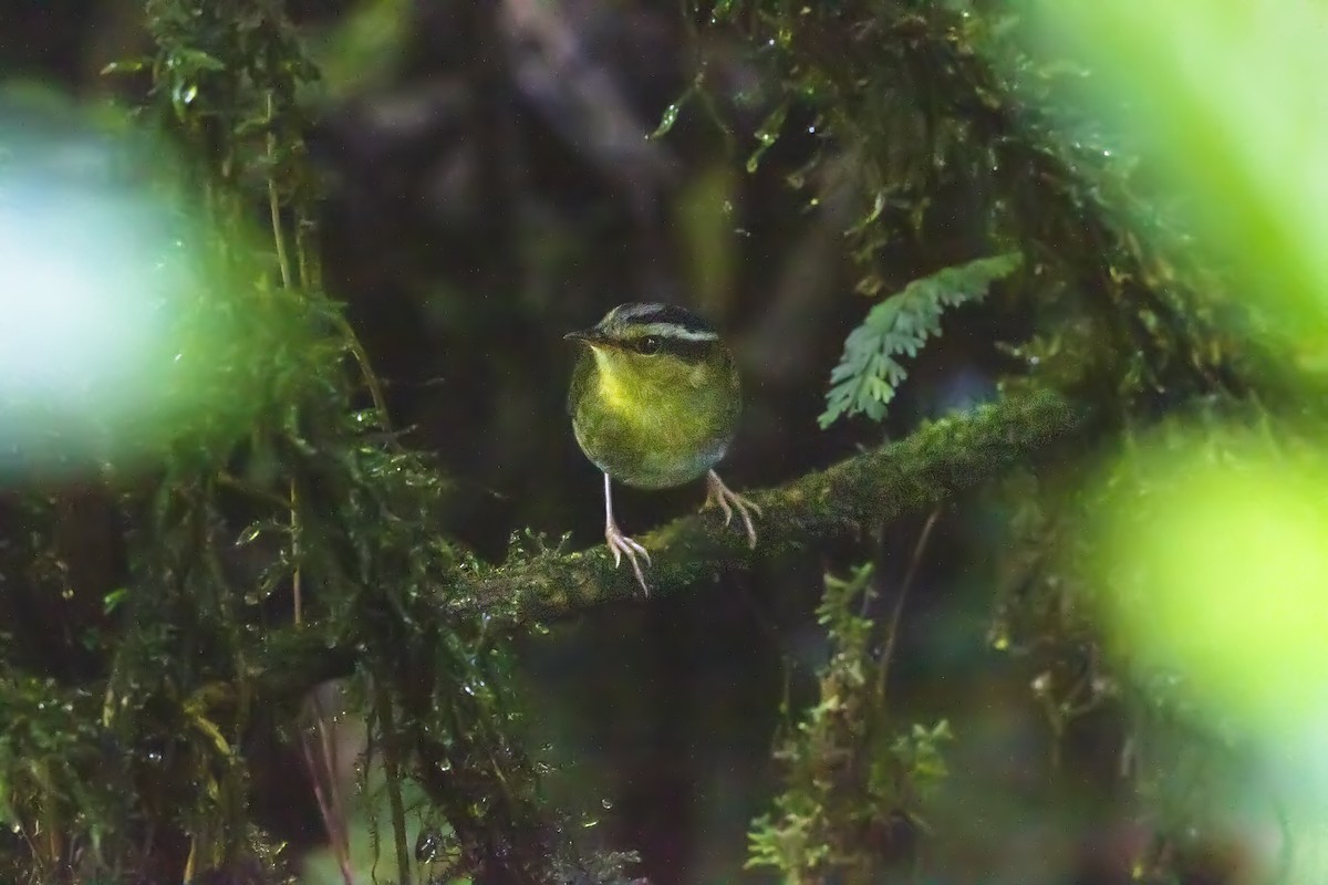 コビトサザイモドキ - ML329090331