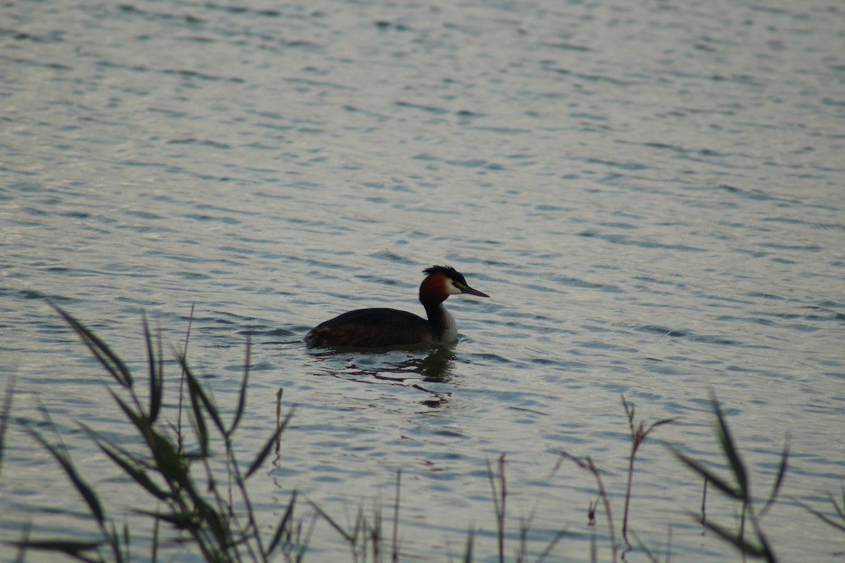Great Crested Grebe - ML329090341