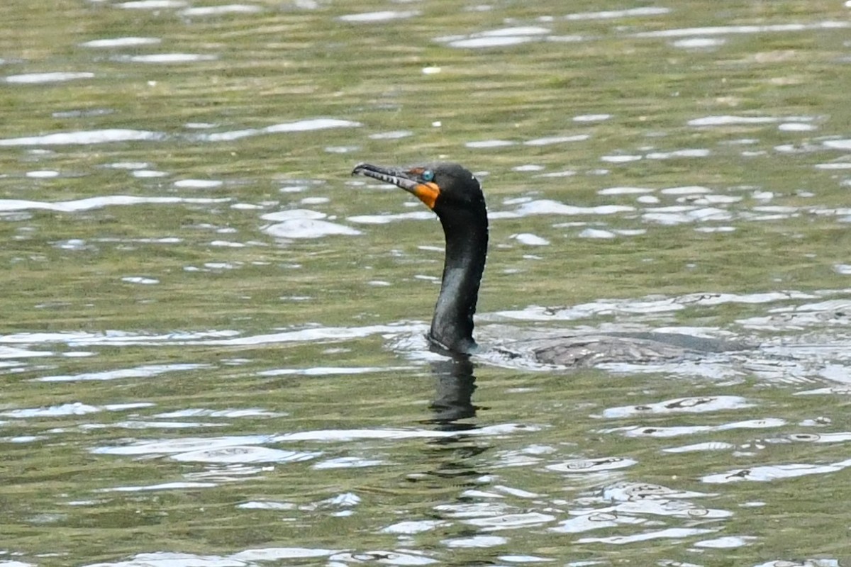 Double-crested Cormorant - ML329091081