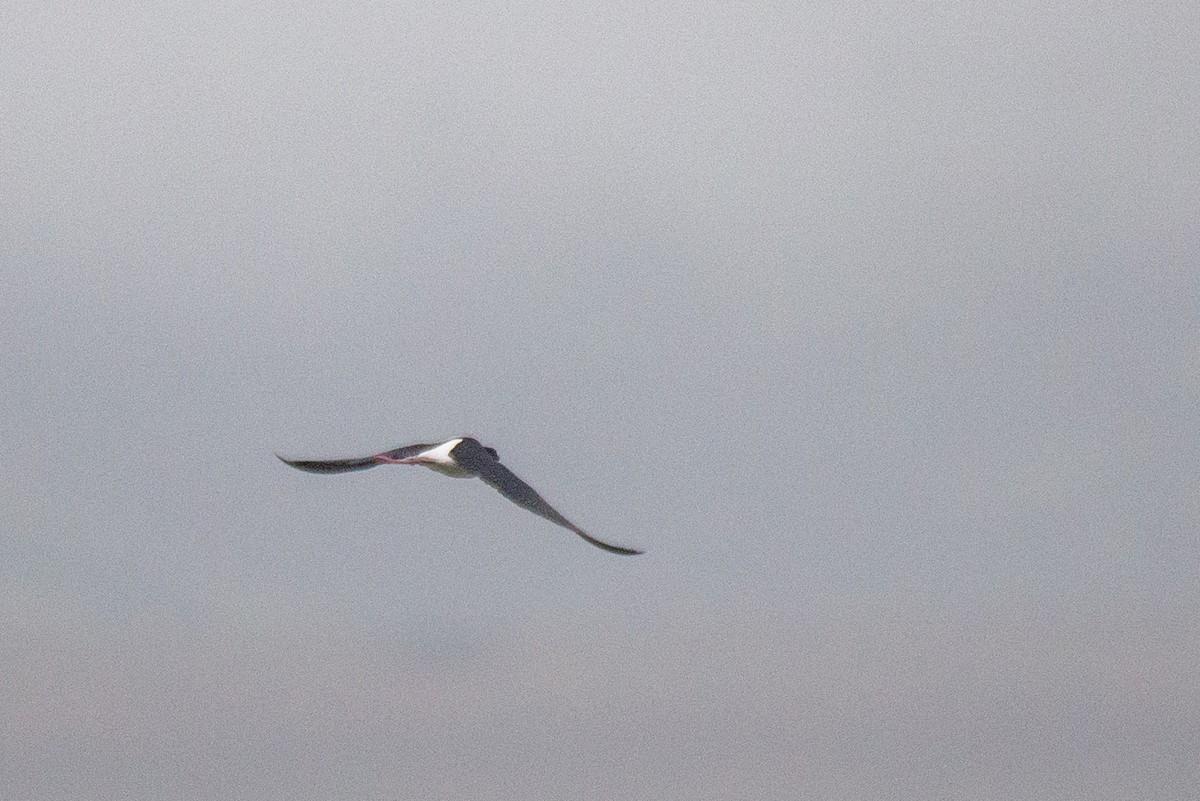 Black-necked Stilt - ML329091281