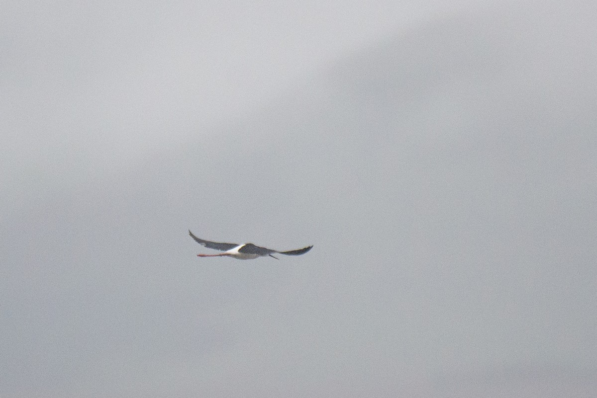Black-necked Stilt - ML329091301