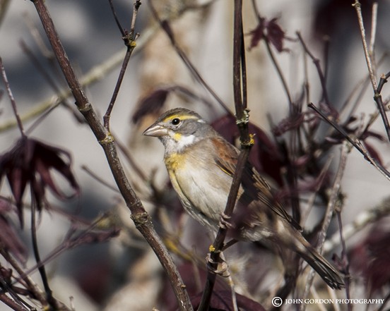 Dickcissel - ML329095601