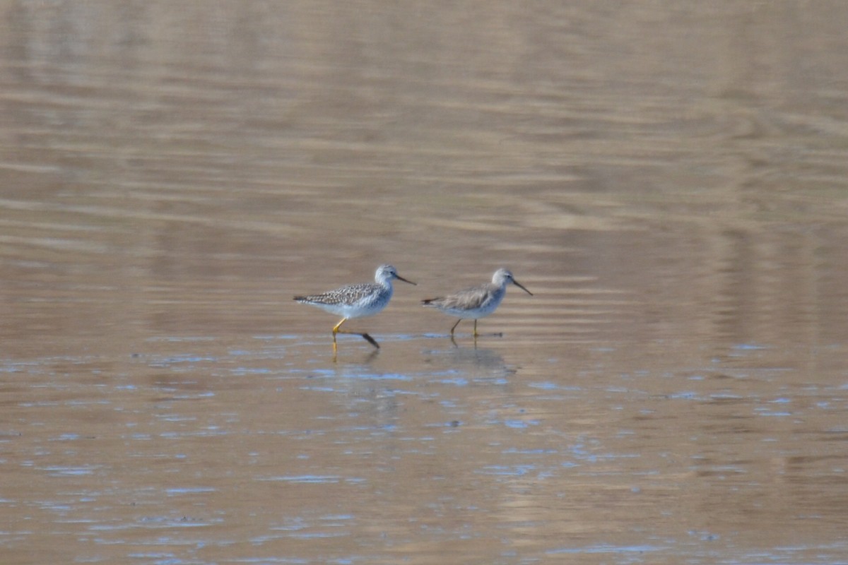 Stilt Sandpiper - ML329097351