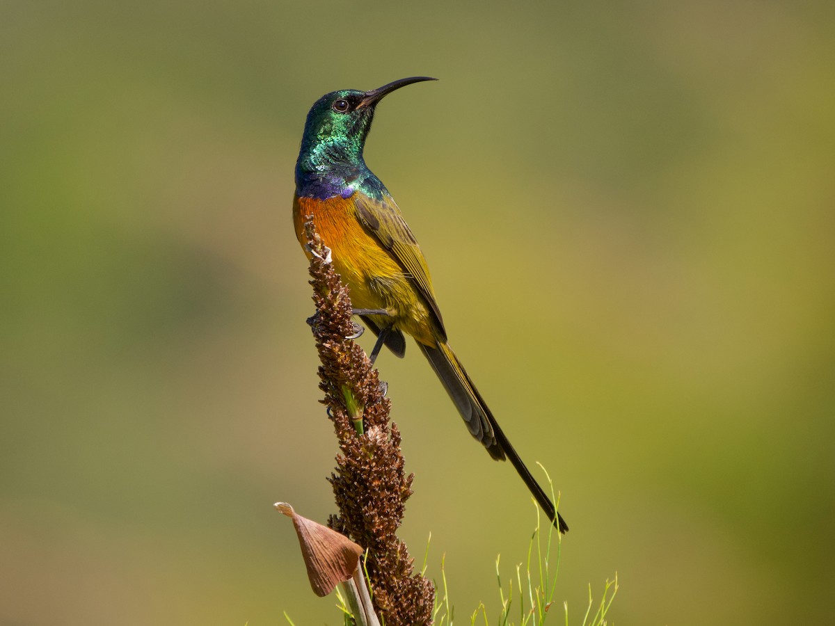 Orange-breasted Sunbird - Will Knowlton