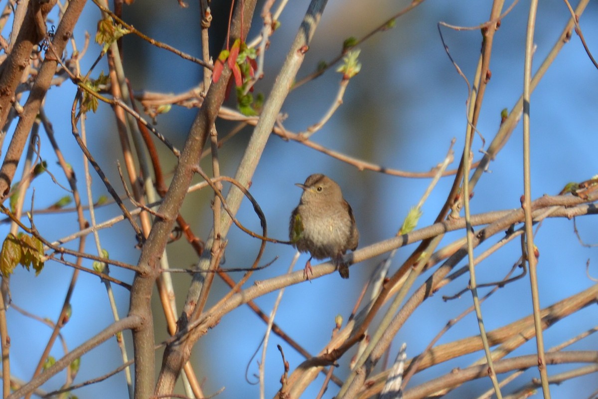 Northern House Wren - ML329097541
