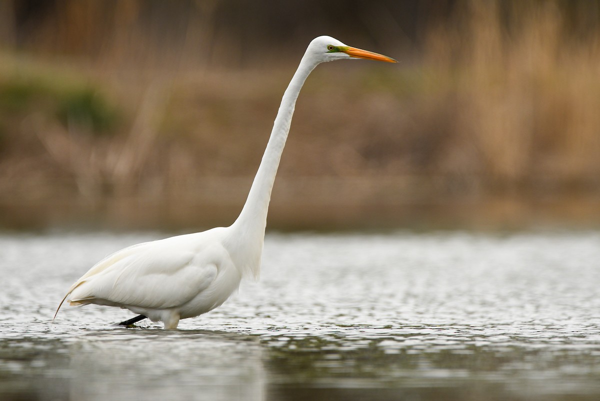 Great Egret - ML329097961