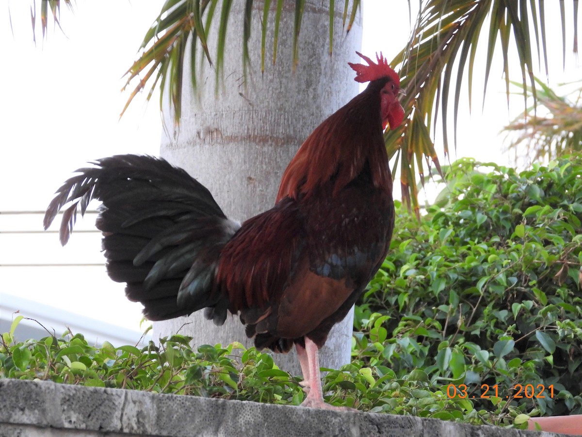 Coq bankiva (forme domestique) - ML329098591