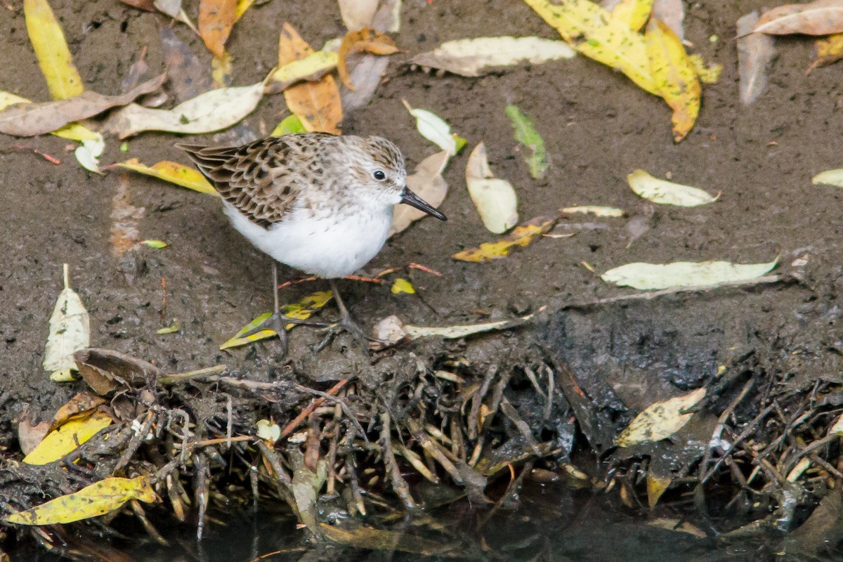 Semipalmated Sandpiper - ML329103881