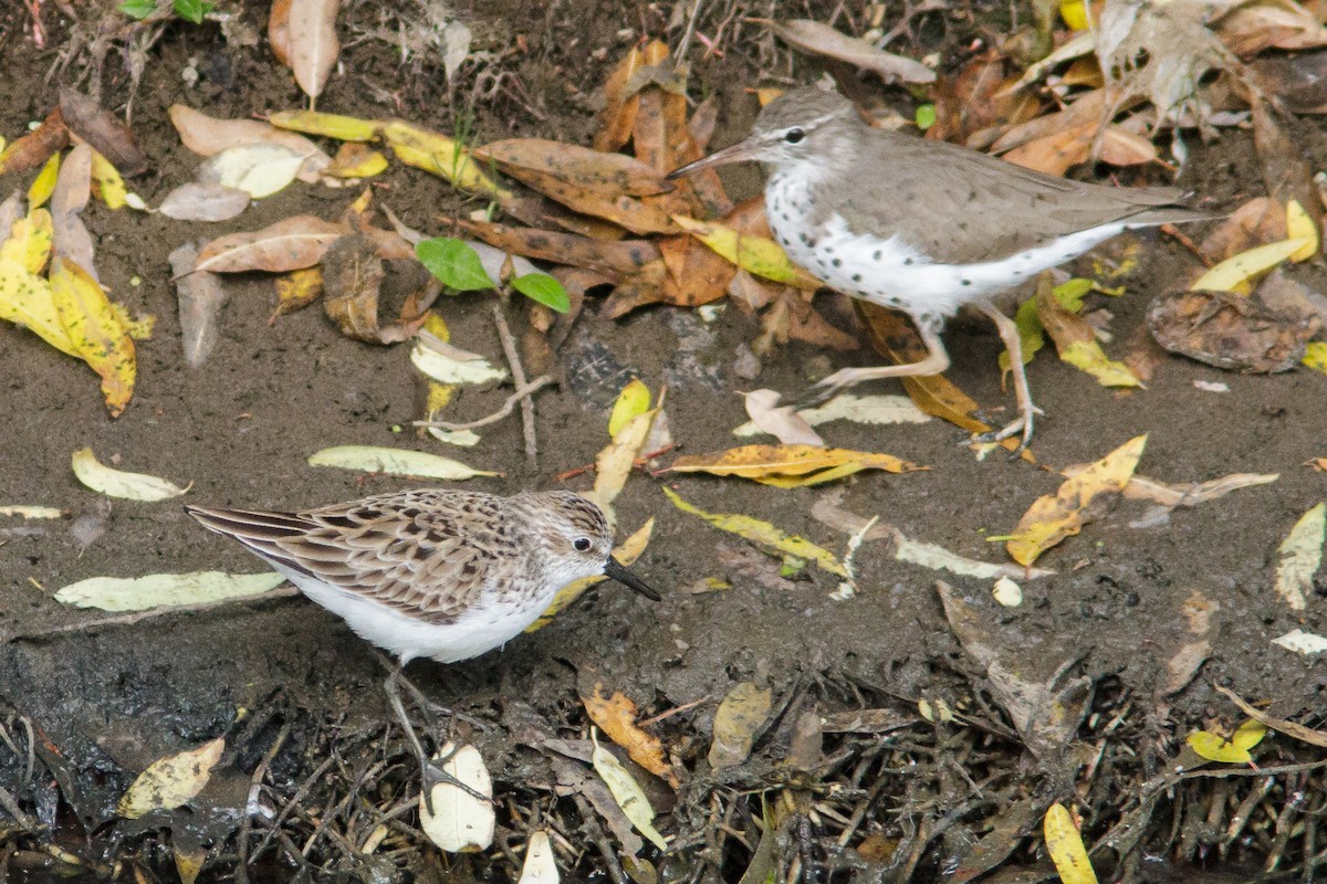 Semipalmated Sandpiper - ML329104081