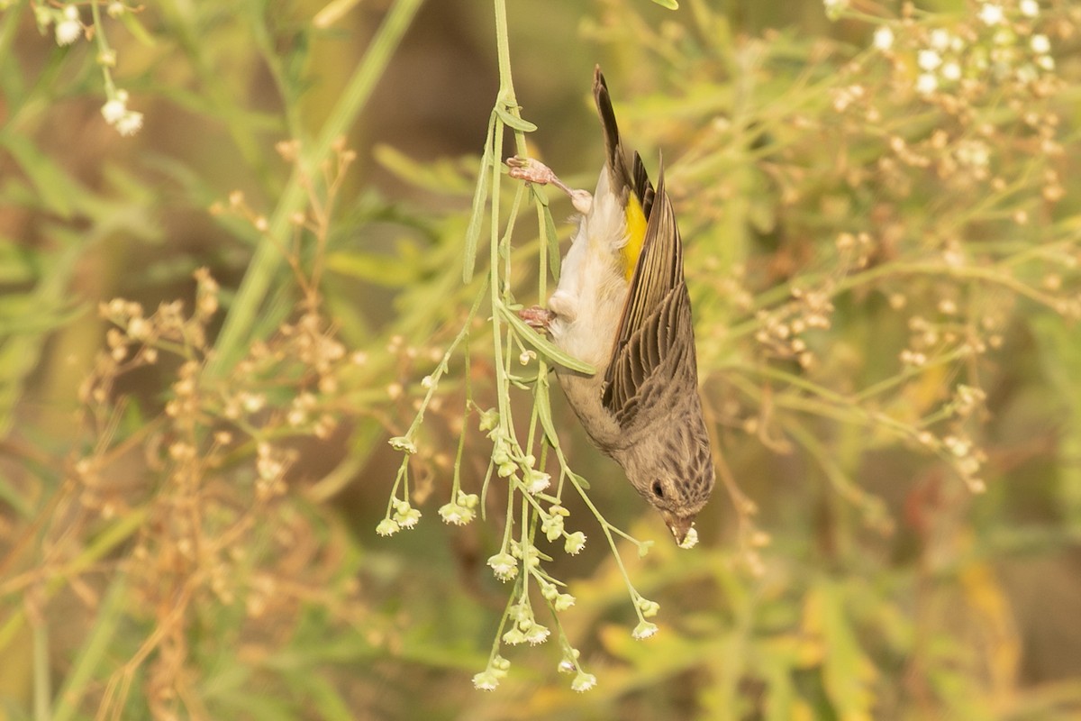 Yellow-throated Serin - ML329105461