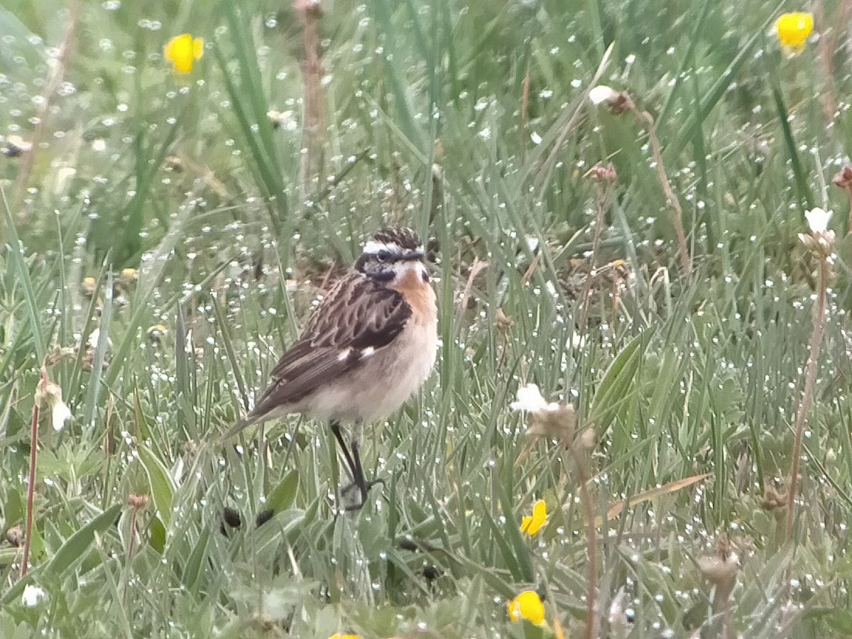 Braunkehlchen - ML329105911