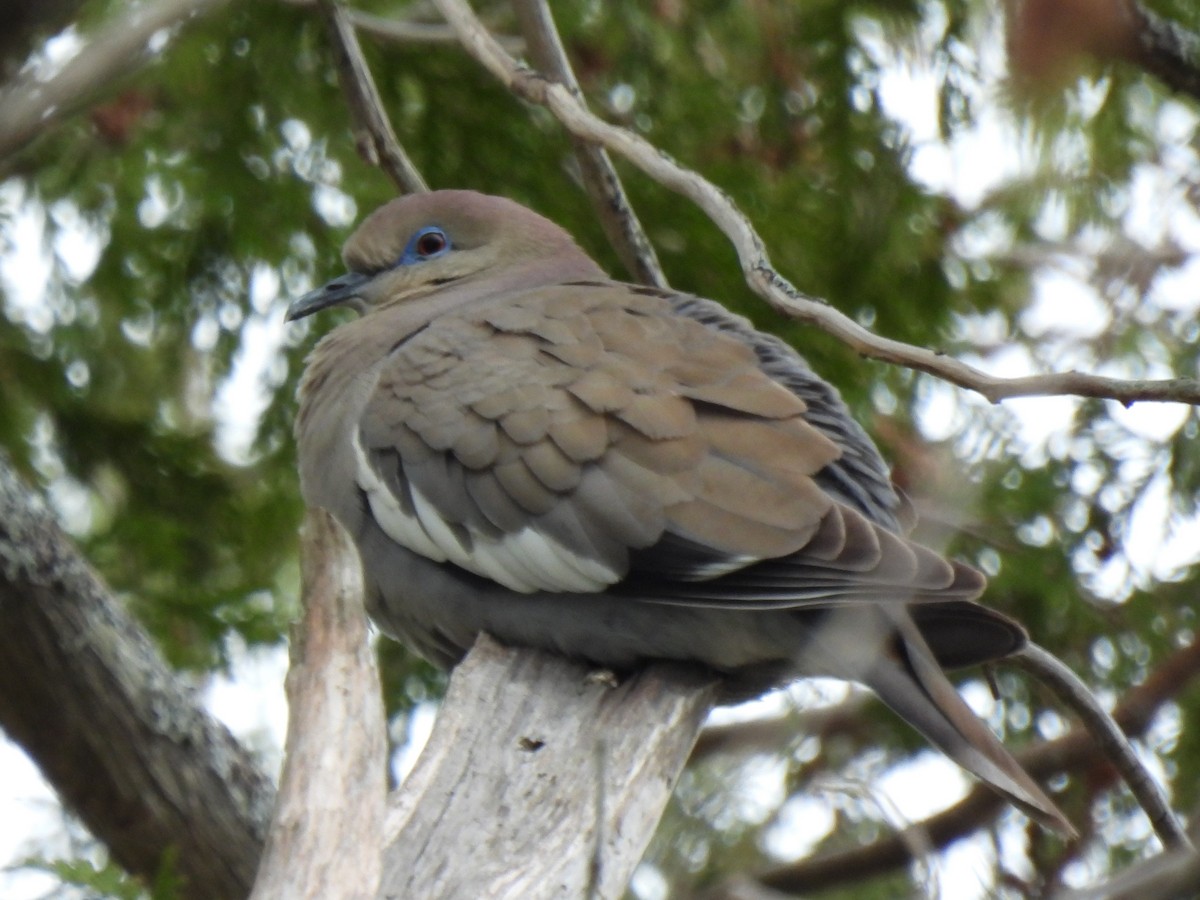 White-winged Dove - ML329105981