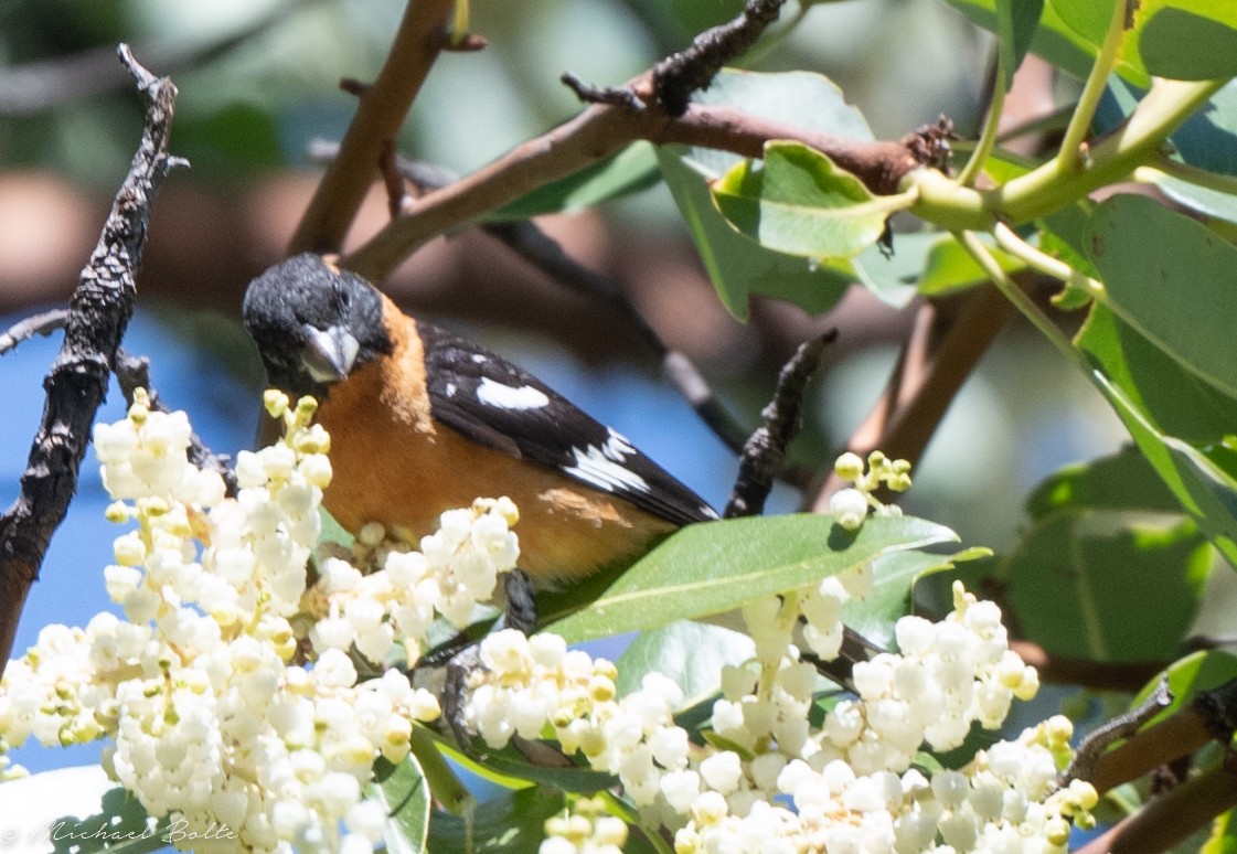 Black-headed Grosbeak - ML329108651