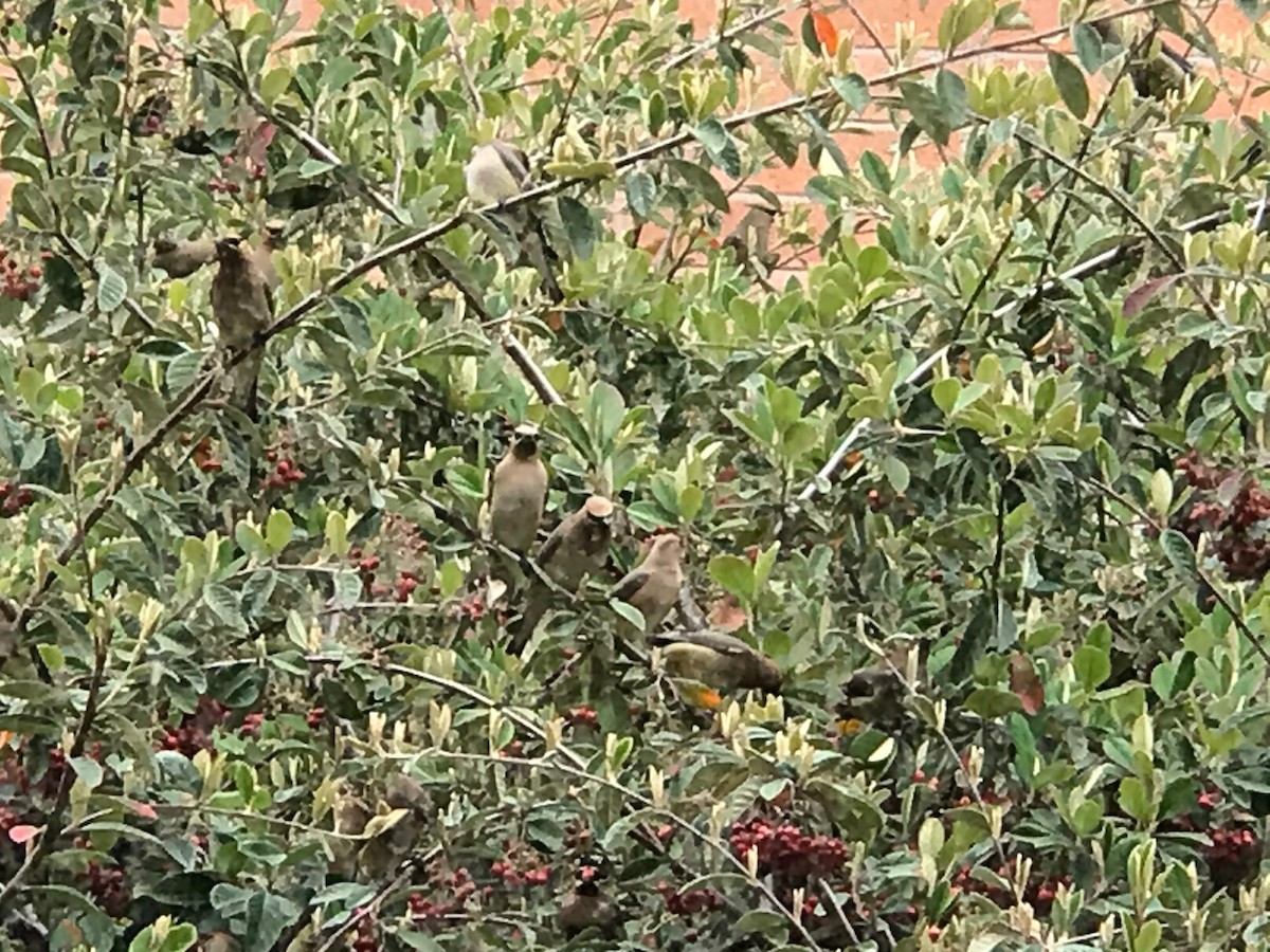 Cedar Waxwing - Mary Clifford