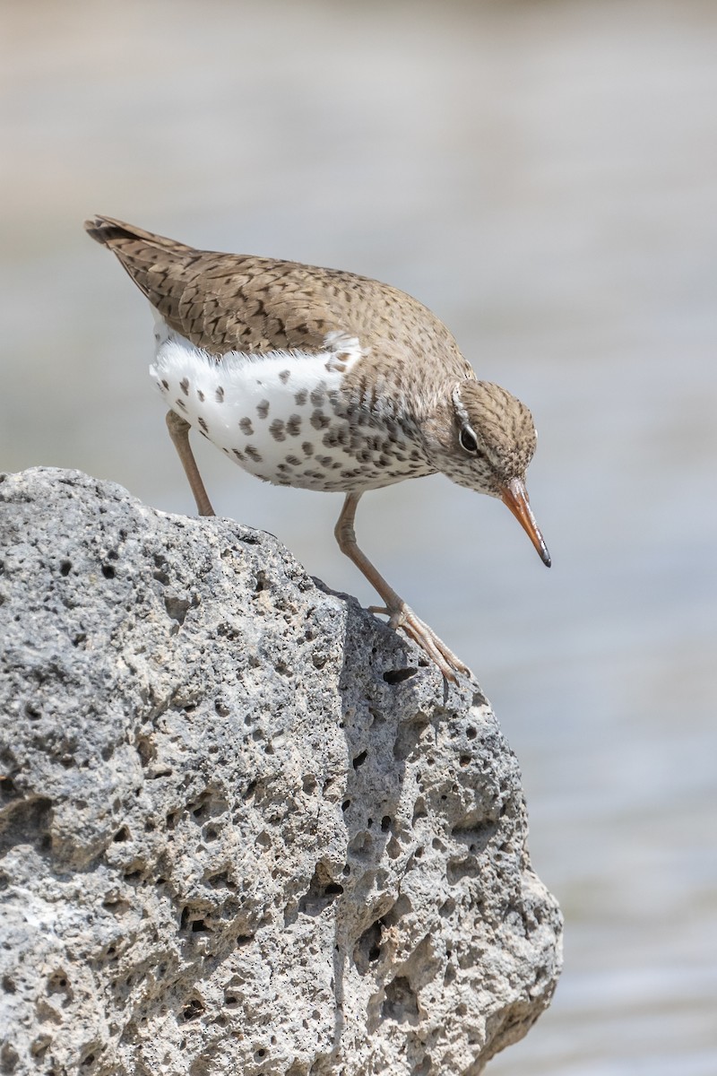 Spotted Sandpiper - Mike Andersen