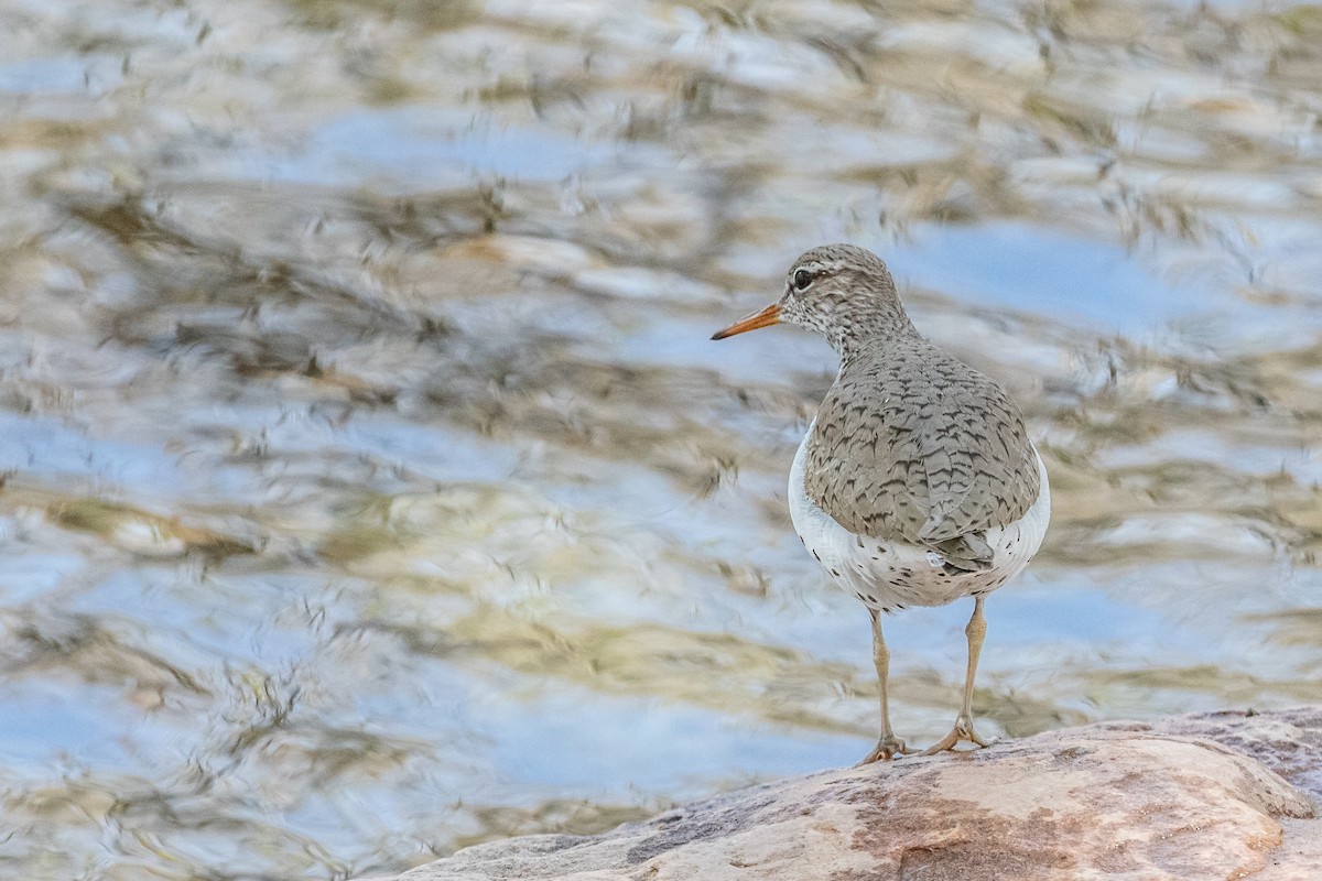 Spotted Sandpiper - Mike Andersen