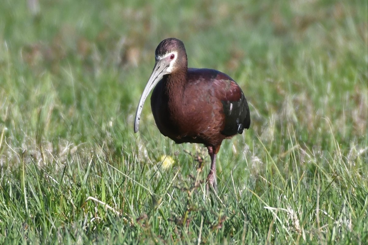 White-faced Ibis - ML329116841