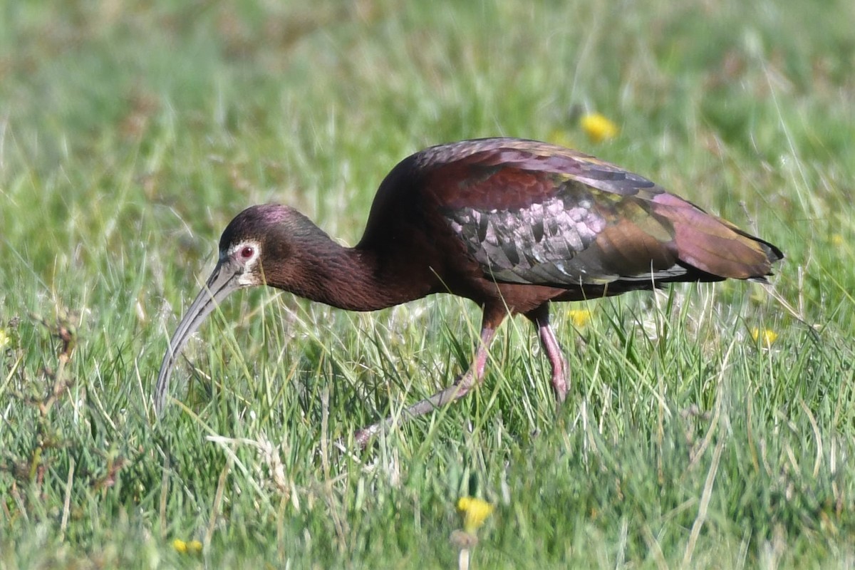 White-faced Ibis - ML329116851