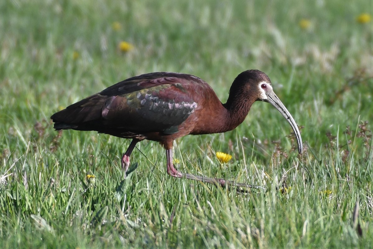 White-faced Ibis - ML329116861