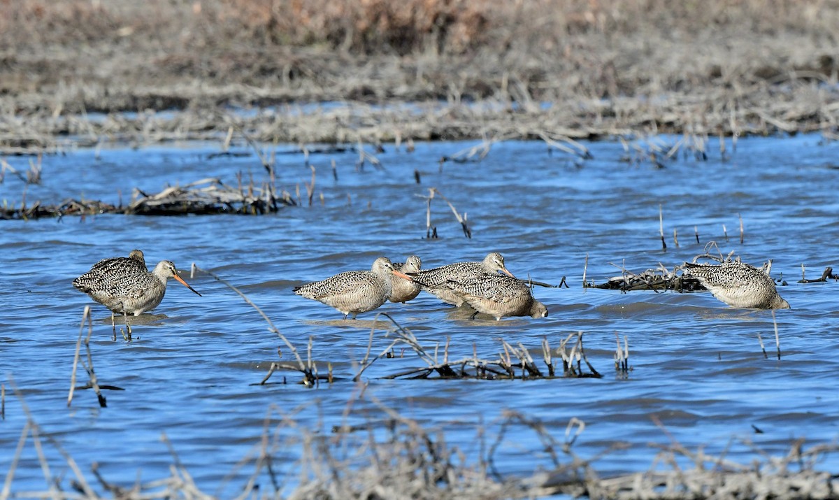 Marbled Godwit - ML329118311